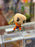 Funko Pop! Animation: Dragonball Z - Krillin with Destructo Disc Vinyl Figure